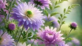 友禅菊