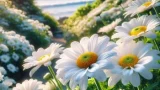 ハマギク